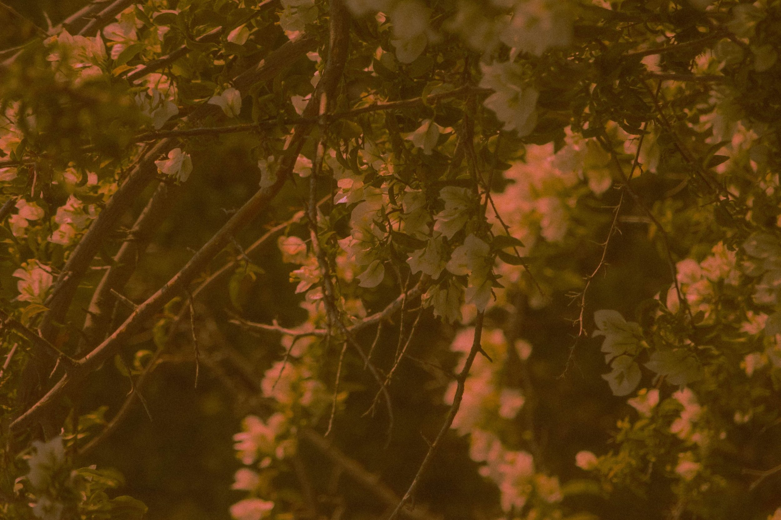 christina-deravedisian-QvriklngtNY-unsplash