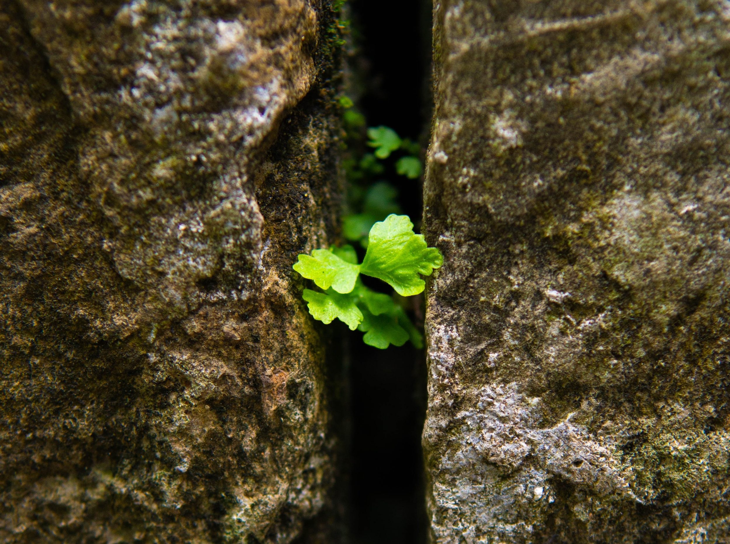 felix-ngo-RdbV6HRpfMY-unsplash