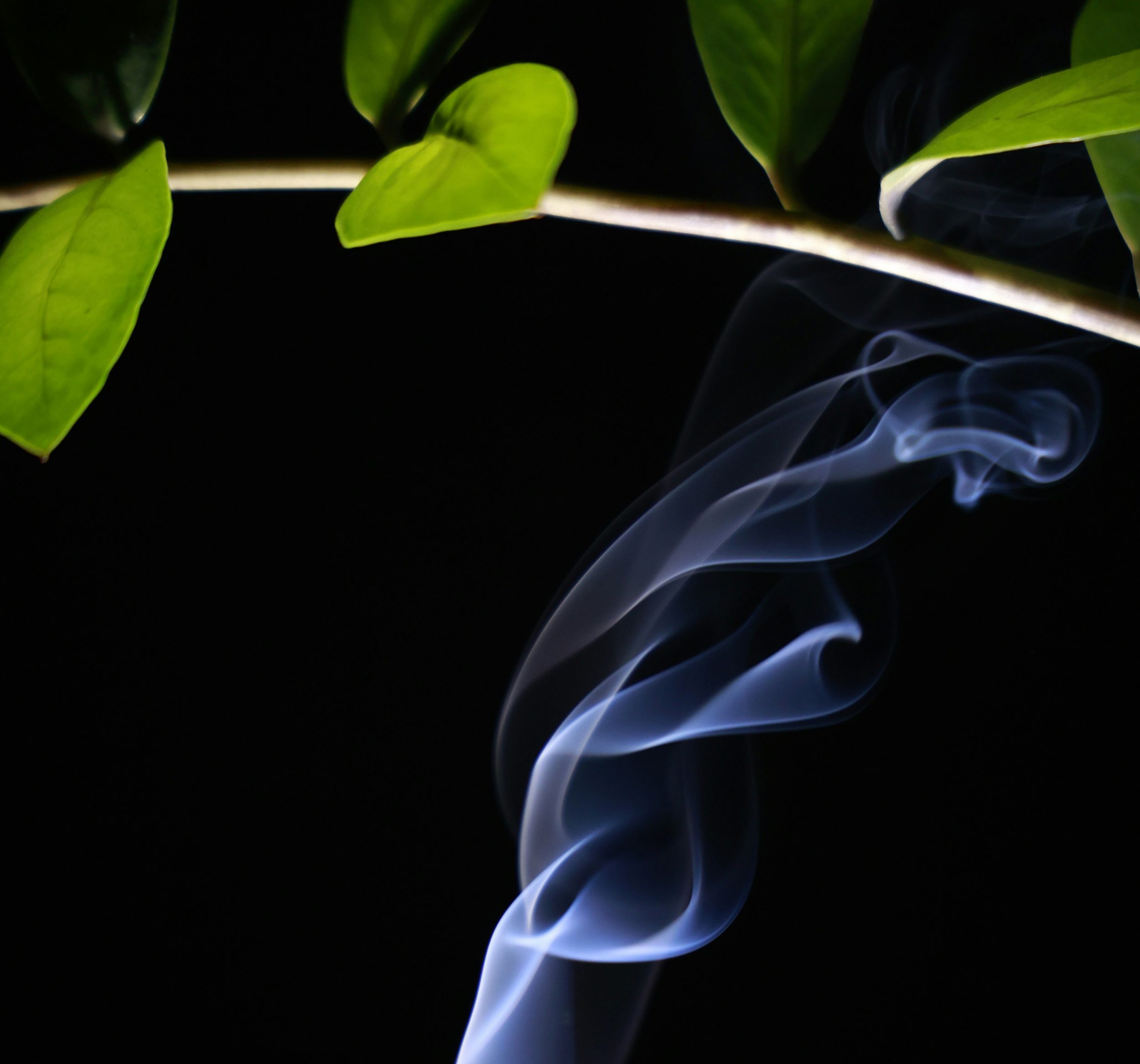 Bryant Kirk header 2