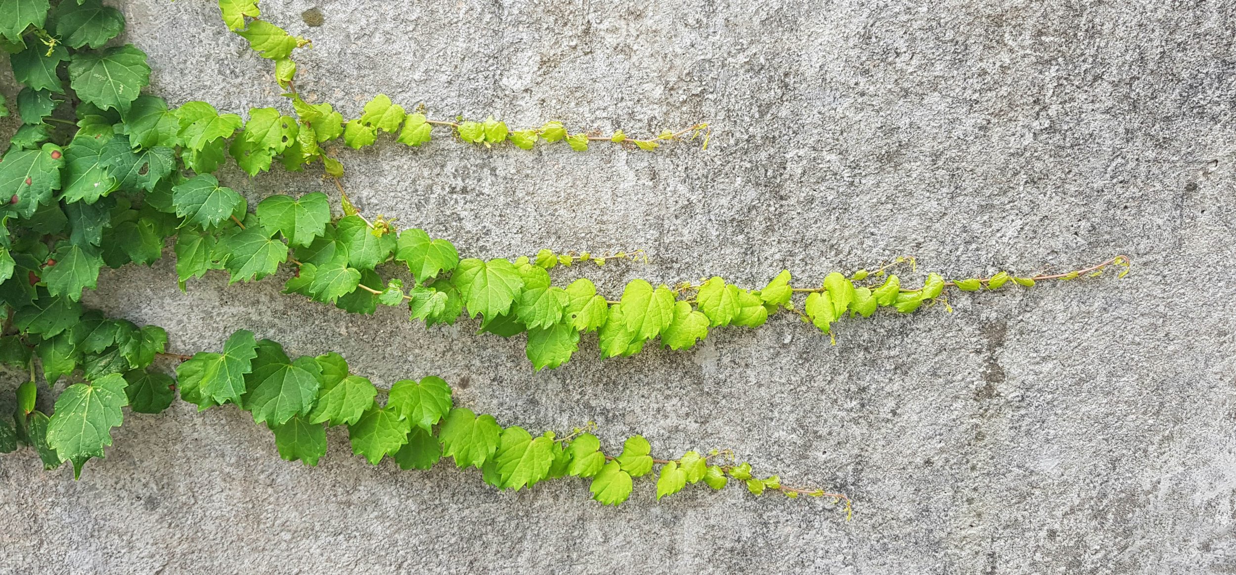 Gilmore et al header 4