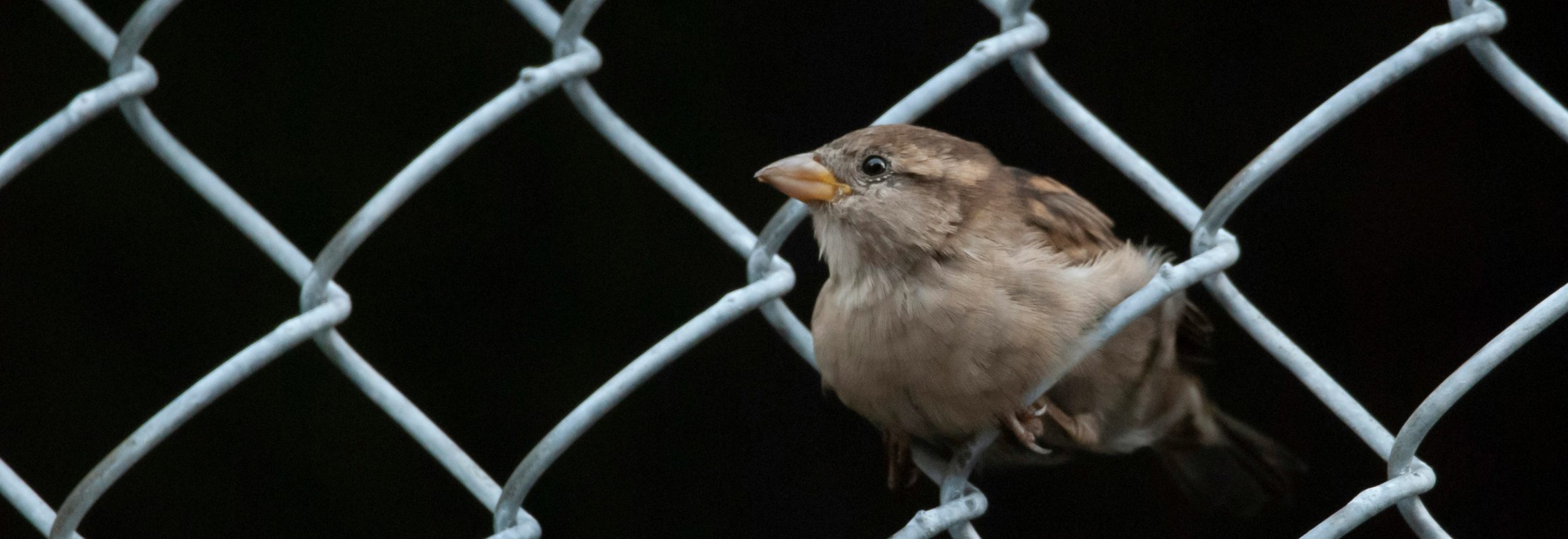 Gilmore et al header 6