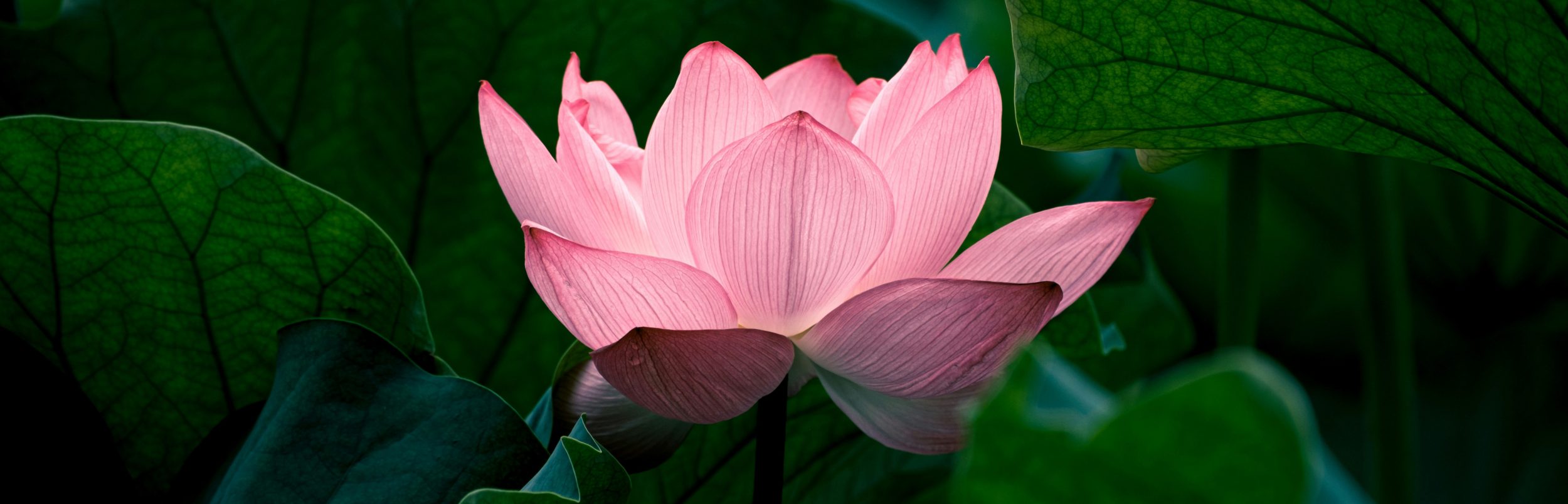 Wallin-Sato Zen header 1