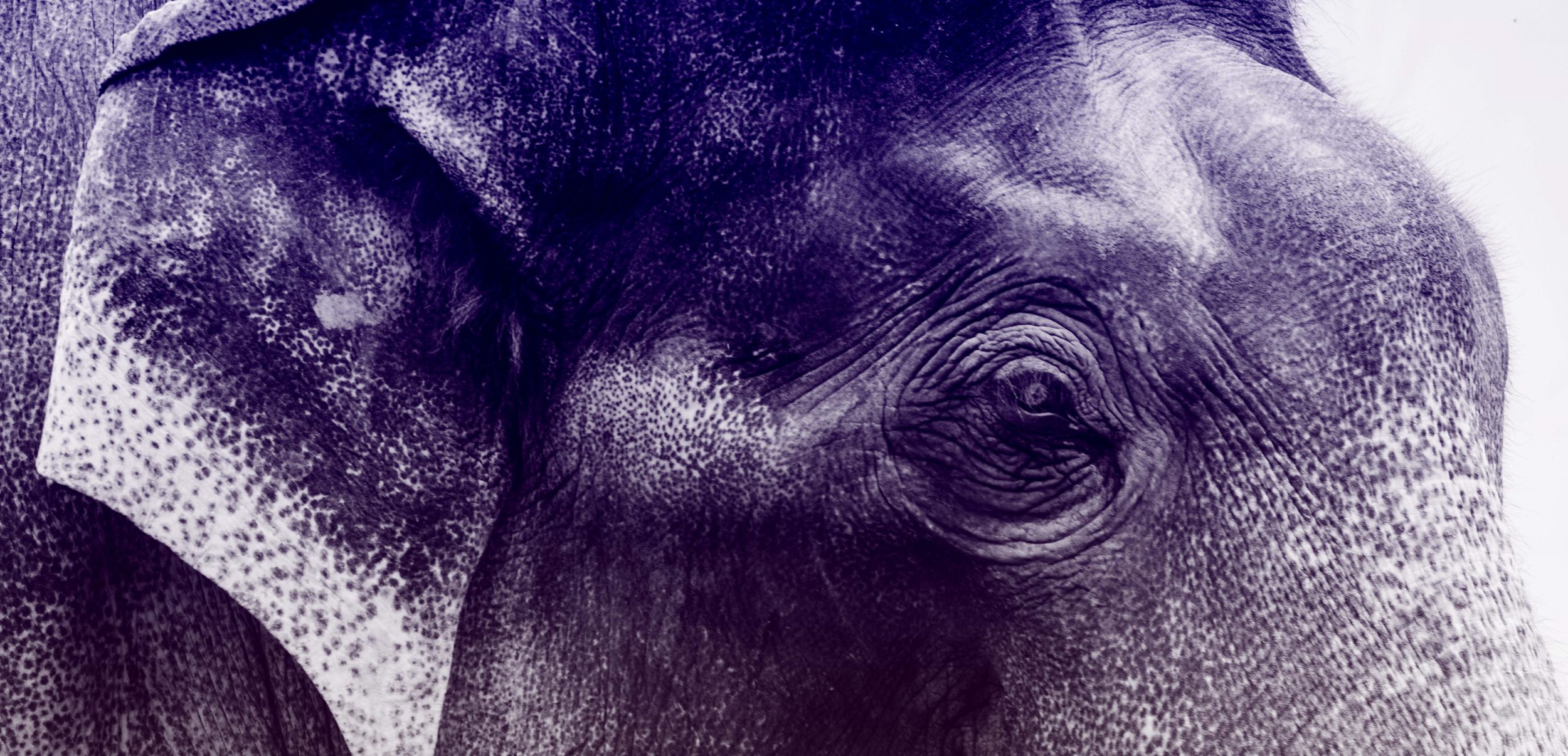 Berger DPJ header 1
